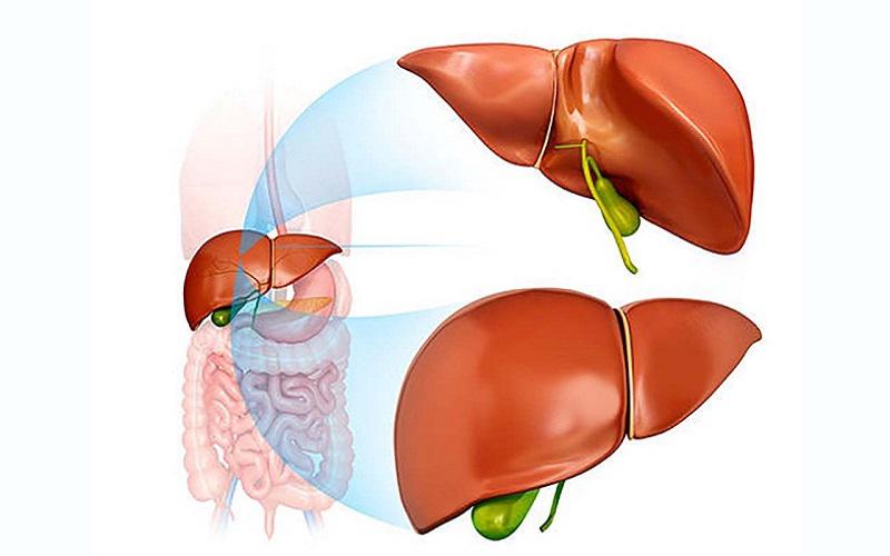 Cách Trị Bệnh Gan Nhiễm Mỡ Tự Nhiên