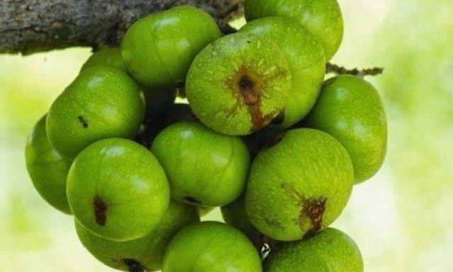 Các mẹo dân gian giúp chữa bệnh trĩ tại nhà hiệu quả