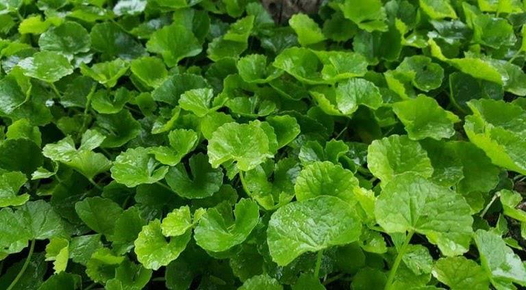 Rau Má Có Tác Dụng Gì Tốt Cho Da Mặt?