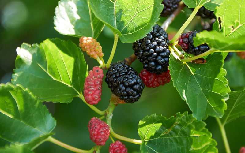 Một Số Mẹo Dân Gian Trị Giật Mình Cho Trẻ Sơ Sinh Các Mẹ Nên Biết