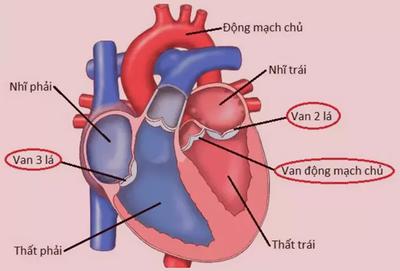 Tâm Nhĩ Là Gì? Các Bệnh Thường Gặp Ở Tâm Nhĩ