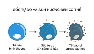 Chất Chống Oxy Hoá Là Gì? Những Chất Nào Có Công Dụng Chống Oxy Hoá?